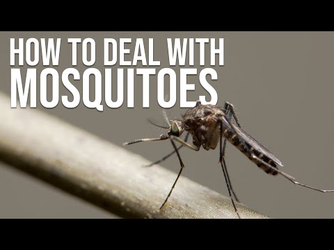 Dealing with Mosquitoes While Camping