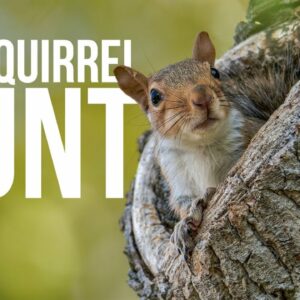 The Squirrel Hunt | On Three