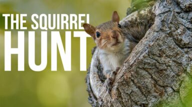 The Squirrel Hunt | On Three