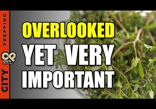 The Edible SuperFood Weed Growing In Your Yard