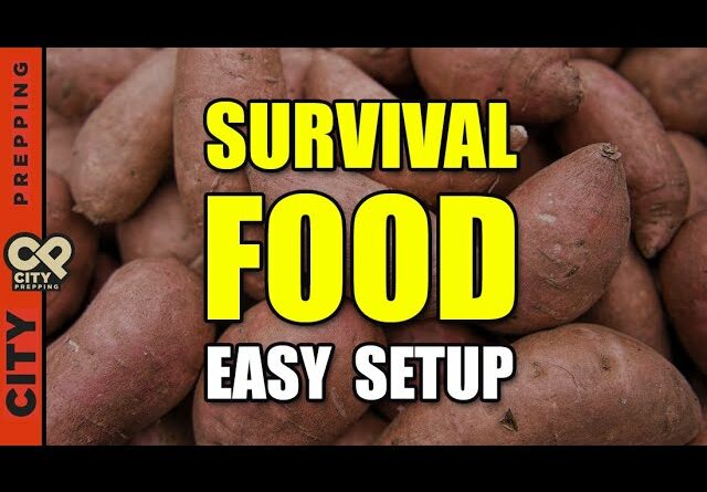 How To Produce More Food Than You Can Eat in a Small Space