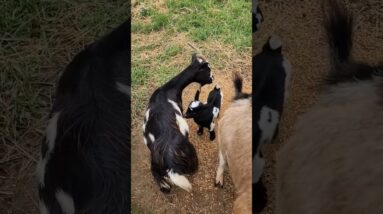 Newborn Baby Goat.