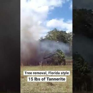 Tree Removal Florida Style, 15 Lbs Of Tannerite