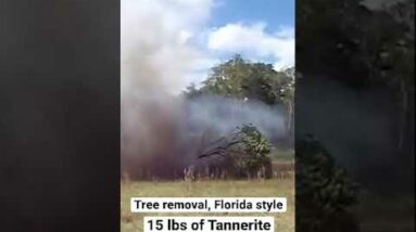 Tree Removal Florida Style, 15 Lbs Of Tannerite