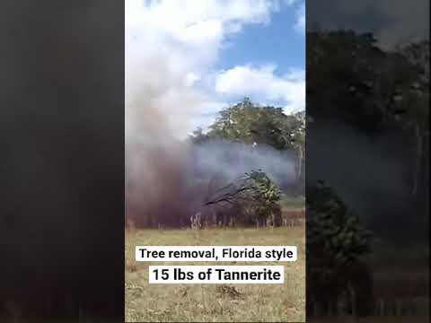 Tree Removal Florida Style, 15 Lbs Of Tannerite