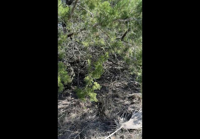 Survival EDC Gear: Confusing Camo Part Two