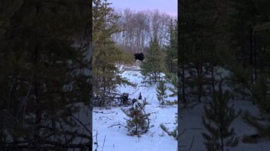 Hunting For Deer, Found A Moose!