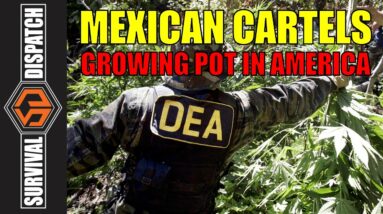 Survival Dispatch News 1-11-23: Mexican Cartel Grow Ops In America