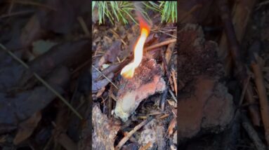 Burning Sap: How To Harness Nature'S Secret Fire Starter!