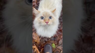 Field Testing A Blade And A Bushcraft Cat