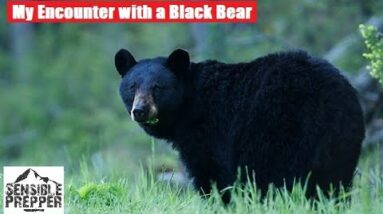 Surviving Encounters With Black Bears