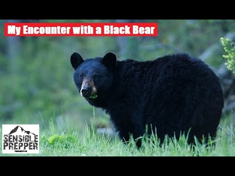 Surviving Encounters with Black Bears