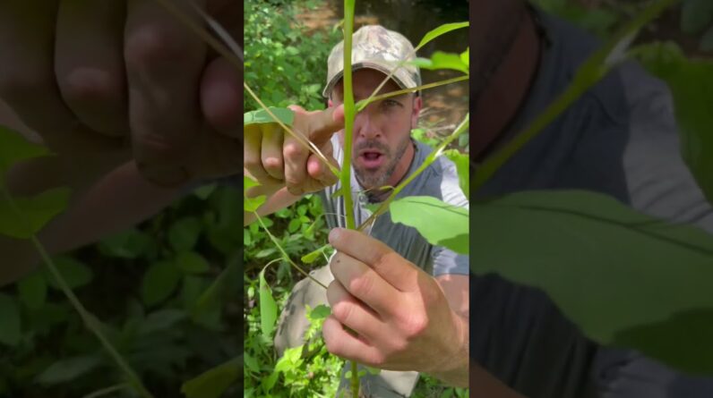 Escape the Itch: Checkout this Poison Ivy Remedy