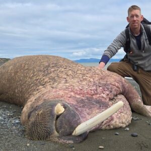 Camping Alone in Alaska, Hunting for Walrus Ivory & Trolling for Bears