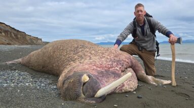 Camping Alone in Alaska, Hunting for Walrus Ivory & Trolling for Bears